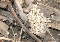 Lasius