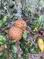 Amphibolips quercuspomiformis