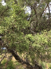 Juniperus phoenicea