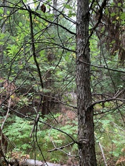Ulmus thomasii
