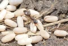 Lasius