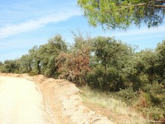 Pinus pinea