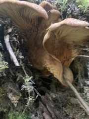Tapinella panuoides