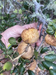 Amphibolips quercuspomiformis