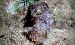 Dolabella auricularia