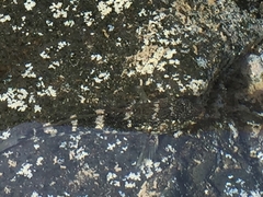 Mauligobius maderensis