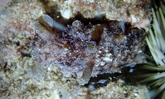 Dolabella auricularia
