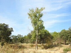 Pinus pinea