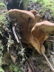 Tapinella panuoides