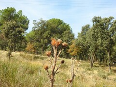 Pinus pinea