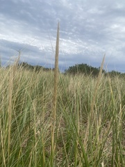 Ammophila breviligulata