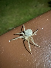 Araneus cavaticus