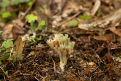 Ramaria apiculata