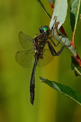 Somatochlora walshii