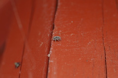 Menemerus taeniatus