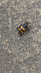 Nicrophorus vespillo
