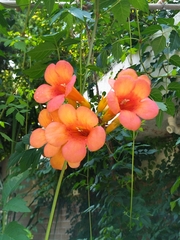 Campsis grandiflora