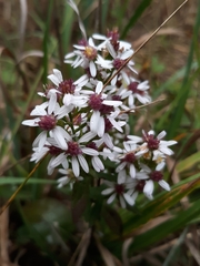 Symphyotrichum lateriflorum