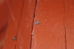 Menemerus taeniatus