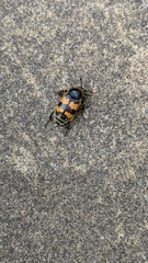 Nicrophorus vespillo