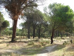 Pinus pinea