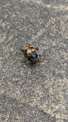 Nicrophorus vespillo