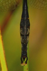 Somatochlora walshii