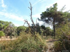 Pinus pinea