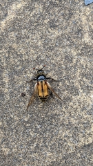 Nicrophorus vespillo