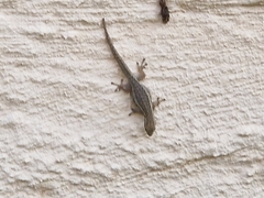 Lygodactylus capensis