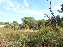 Pinus pinea