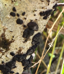 Exidia glandulosa