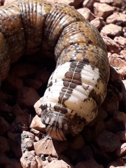 Acherontia atropos