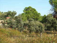 Pinus pinea