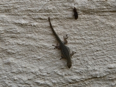 Lygodactylus capensis