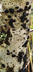 Exidia glandulosa