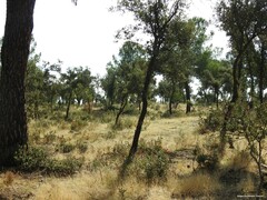 Pinus pinea