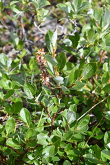 Salix saxatilis