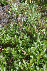 Salix saxatilis
