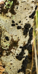 Exidia glandulosa