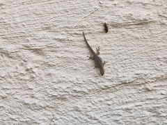 Lygodactylus capensis