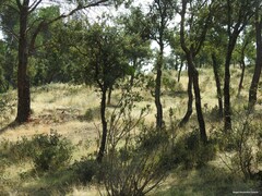 Phillyrea angustifolia