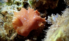 Phrikoceros