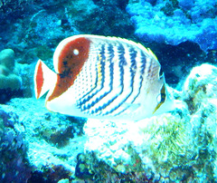Chaetodon paucifasciatus