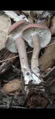 Calocybe carnea
