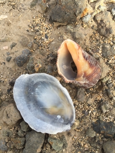 Patella piperata