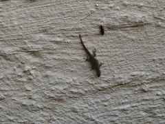 Lygodactylus capensis