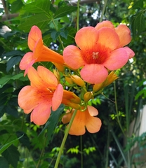 Campsis grandiflora