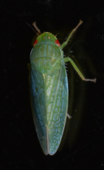 Gyponana
