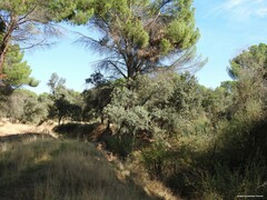Pinus pinea